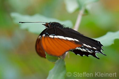 200 Schokoladenfalter - Siproeta epaphus